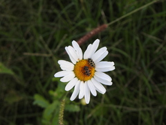 Astylus atromaculatus