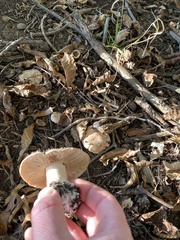 Lactarius argillaceifolius