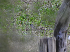 Porphyriops melanops