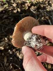 Lactarius argillaceifolius
