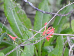 Dicliptera squarrosa