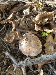 Lactarius argillaceifolius