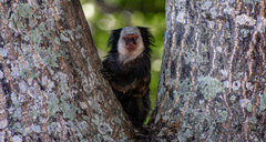 Callithrix geoffroyi