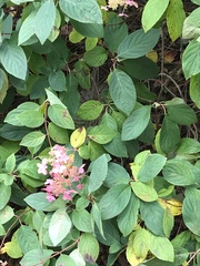 Hydrangea
