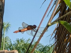 Libellula saturata