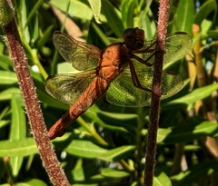 Libellula saturata