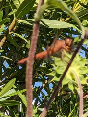 Libellula saturata