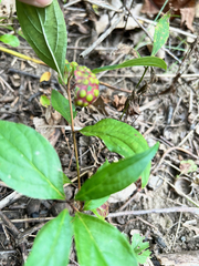Parallelodiplosis subtruncata