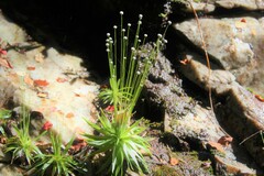 Eriocaulaceae