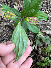 Parallelodiplosis subtruncata
