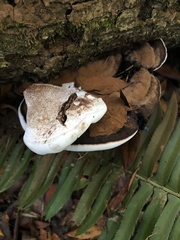 Ganoderma applanatum