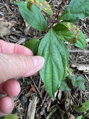 Parallelodiplosis subtruncata
