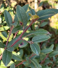 Frangula californica