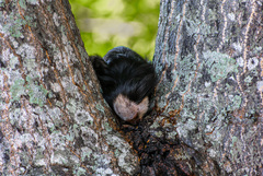 Callithrix geoffroyi