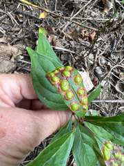 Parallelodiplosis subtruncata
