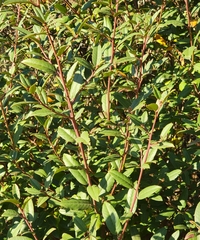Frangula californica