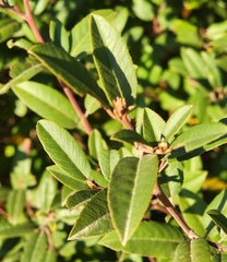 Frangula californica