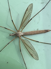 Tipula paludosa