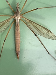 Tipula paludosa