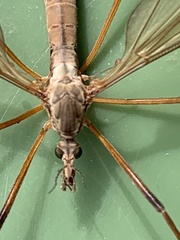 Tipula paludosa