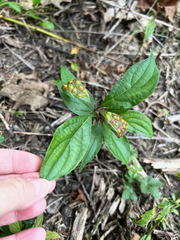 Parallelodiplosis subtruncata