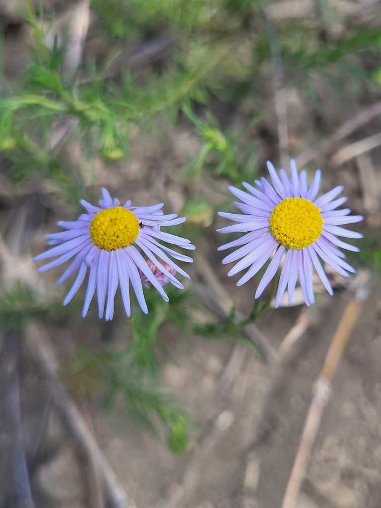 sunflowers, daisies, asters, and allies from Hell's Gate, Naivasha, KE