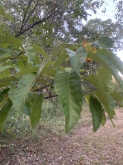 Castanea mollissima