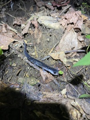 Plethodon amplus