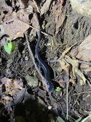 Plethodon amplus