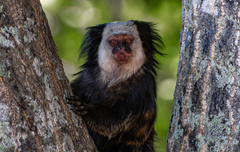 Callithrix geoffroyi