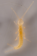 Diplura