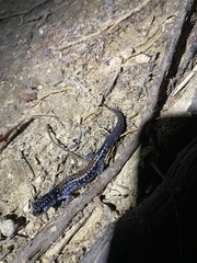 Plethodon yonahlossee