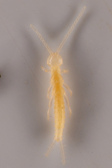 Diplura