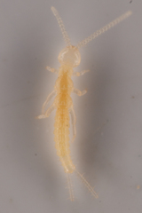 Diplura