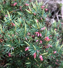 Brachyloma ericoides