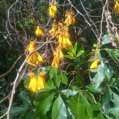 Sophora