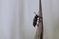 Acanthoderes funeraria