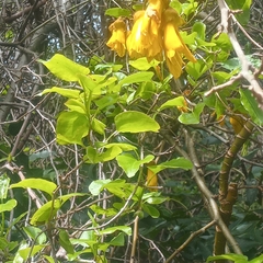 Sophora