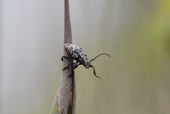Acanthoderes funeraria