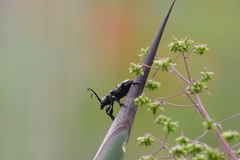 Acanthoderes funeraria