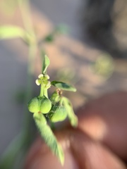 Euphorbia macropus