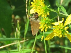 Polites themistocles