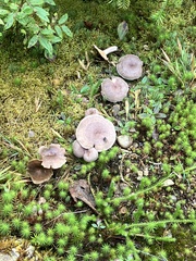 Cantharellula umbonata