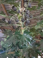 Fatsia japonica