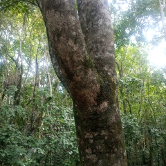Pseudopanax arboreus