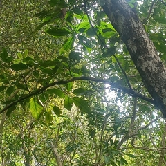 Pseudopanax arboreus