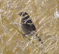 Ammospiza nelsoni