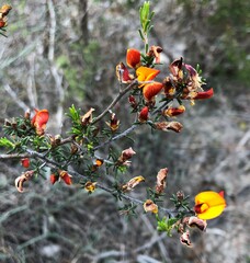 Pultenaea laxiflora