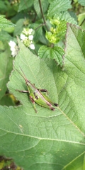 Sphenarium