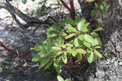 Arbutus